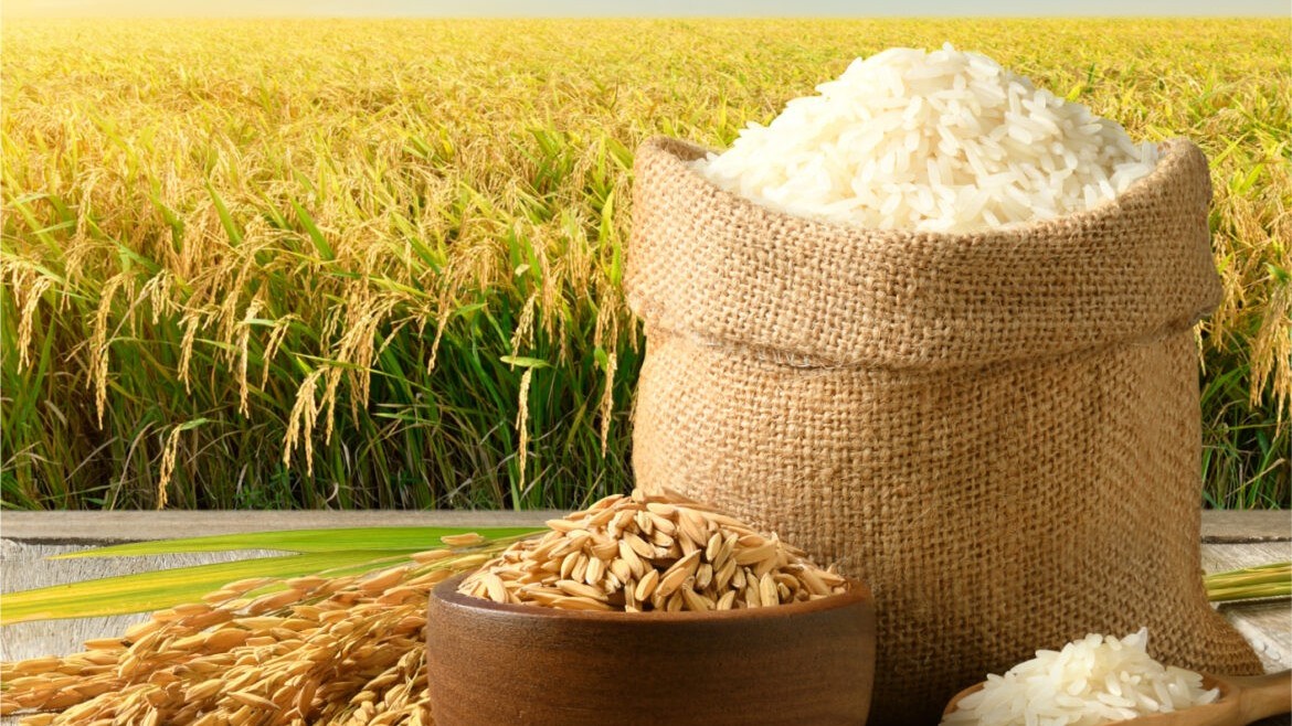 Ngày 17/8: Giá lúa gạo tại Đồng bằng sông Cửu Long ít biến động