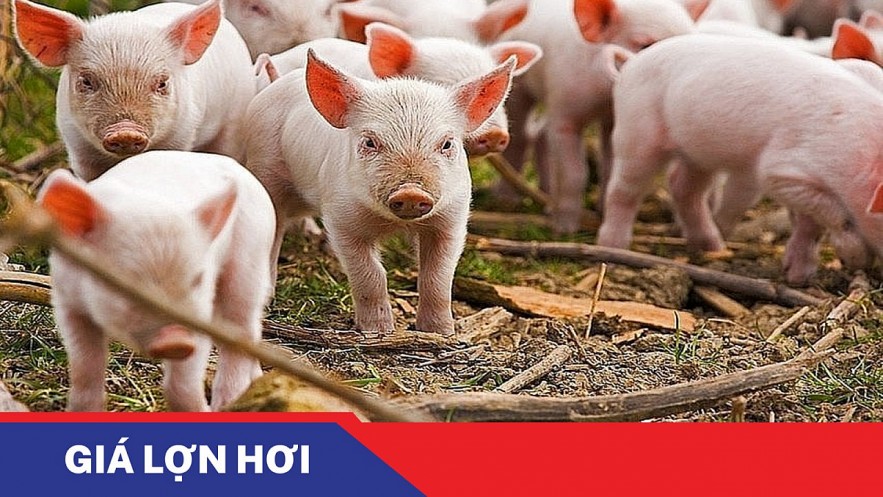 Ngày 18/8: Giá heo hơi tiếp tục xu hướng giảm tại nhiều tỉnh thành