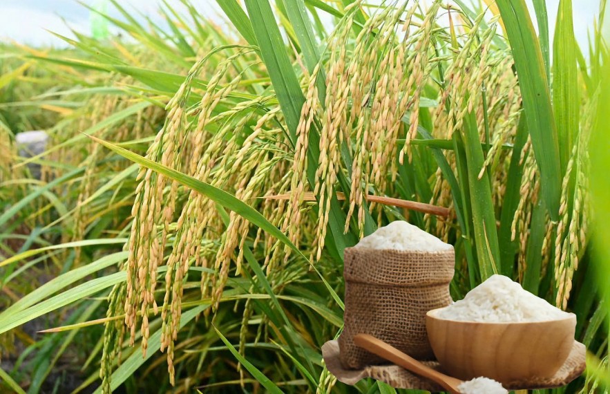 Ngày 20/8: Giá lúa gạo tại Đồng bằng sông Cửu Long bình ổn Ngày 20/8: Giá lúa gạo tại Đồng bằng sông Cửu Long bình ổn