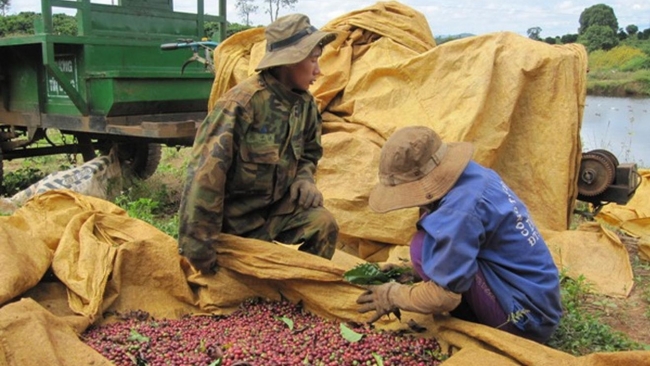 Ngày 20/8: Giá cà phê tạm dừng đà tăng, hồ tiêu ở mức 141.000 - 143.000 đồng/kg