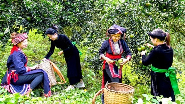 Tuyên Quang những dấu ấn giảm nghèo bền vững