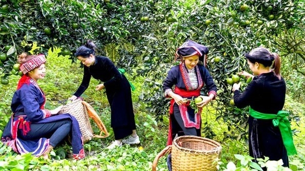 Tuyên Quang những dấu ấn giảm nghèo bền vững