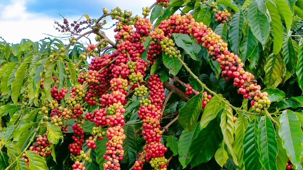 Ngày 21/8: Giá cà phê tăng cao dữ dội, hồ tiêu neo ở mức cao