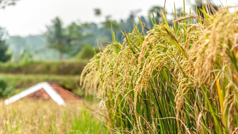 Ngày 23/8: Giá lúa tăng nhẹ