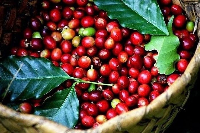 Ngày 23/8: Đà tăng giá của cà phê, hồ tiêu chưa có dấu hiệu dừng