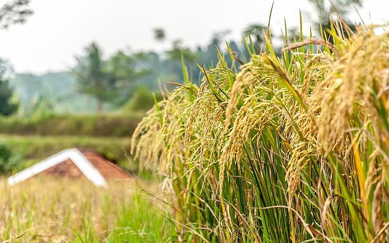 Ngày 23/8: Giá lúa tăng nhẹ