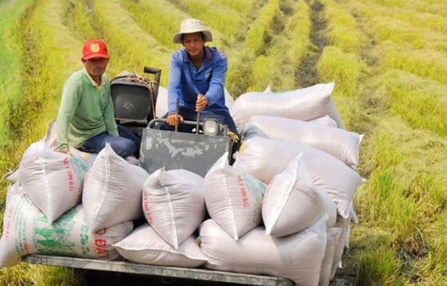 Ngân hàng tiếp sức để gạo Việt Nam vững vàng hơn trước biến động