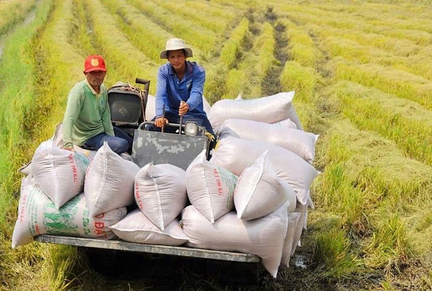 Ngân hàng tiếp sức để gạo Việt Nam vững vàng hơn trước biến động Ngân hàng tiếp sức để gạo Việt Nam vững vàng hơn trước biến động