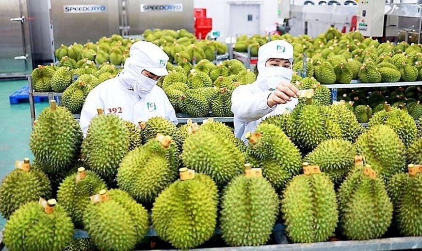Hoạt động thông quan sầu riêng sang Trung Quốc duy trì ổn định