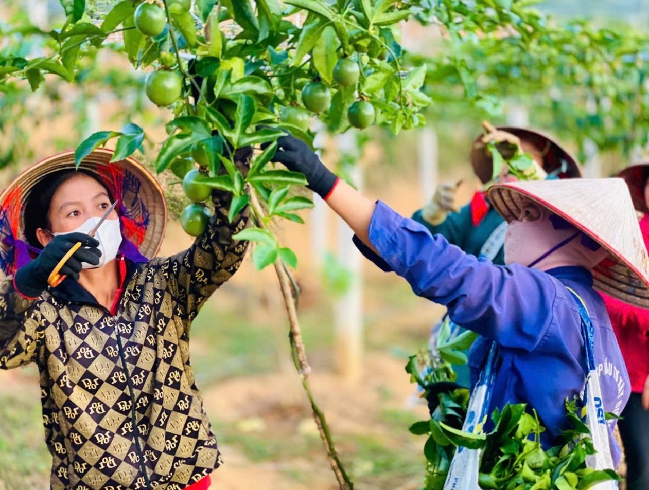 Điện Biên: Tạo sinh kế, nâng chất lượng đời sống người dân