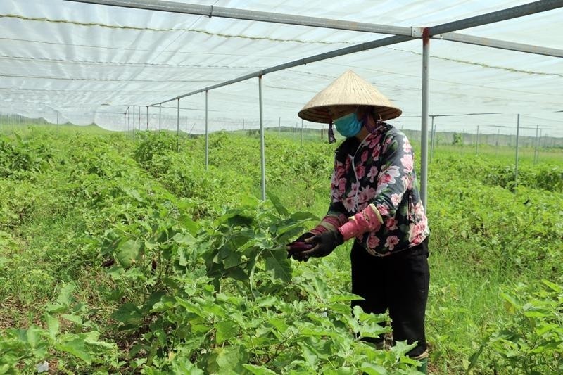 Tỷ lệ hộ nghèo tỉnh Hưng Yên giảm mạnh (Xb 12/11)