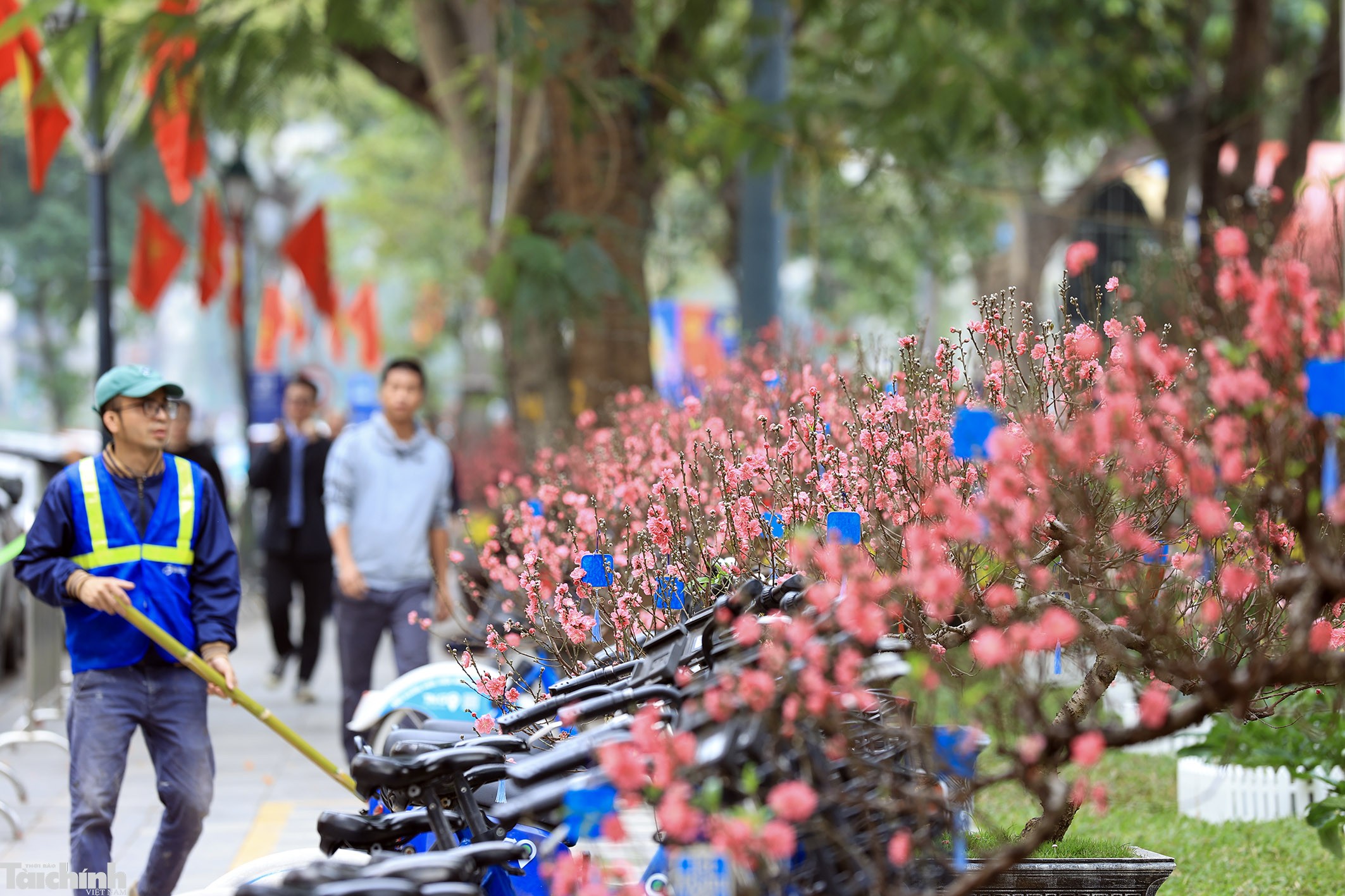 Sắc đào lộng lẫy tại vườn hoa Lý Thái Tổ