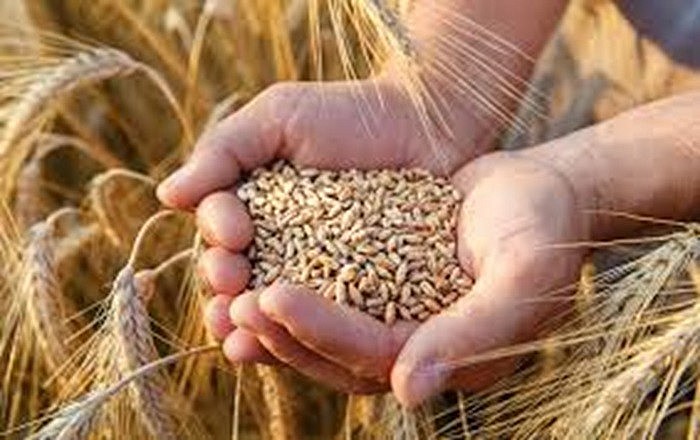 Giá đậu tương bật tăng mạnh, lúa mì có xu hướng giảm nhẹ