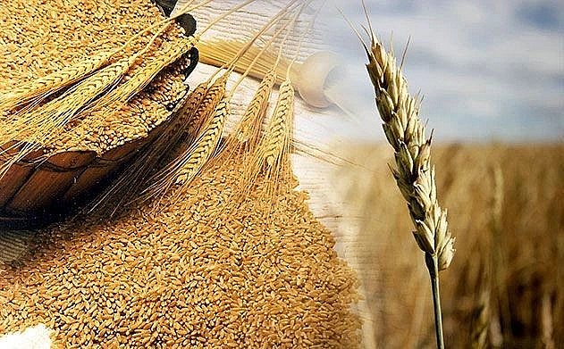Giá lúa mì đảo chiều, giá đường lao dốc dưới áp lực dư cung