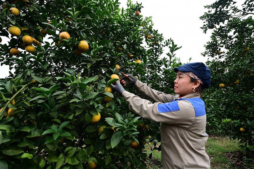 Sửa chính sách bảo hiểm nông nghiệp nhằm mở rộng độ phủ