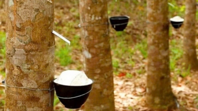 Ngày 18/3: Giá cao su Nhật Bản, Thái Lan hồi phục nhờ giá dầu tăng